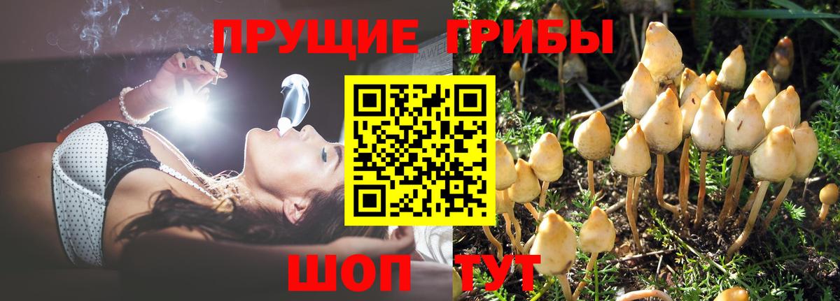 Камышлов  Галлюциногенные грибы прущие грибы  Вход с VPN 